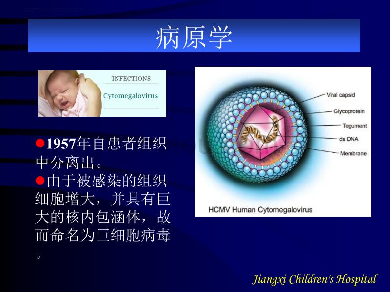 巨细胞病毒.ppt_第2页