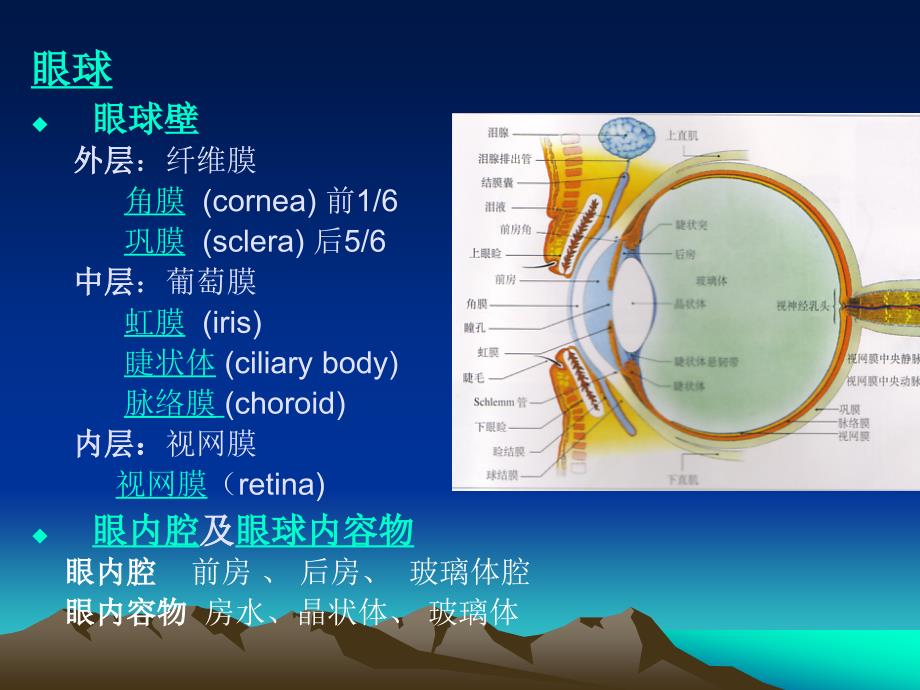 哈尔滨医科大学_眼科学_眼的解剖与生理汇编_第4页