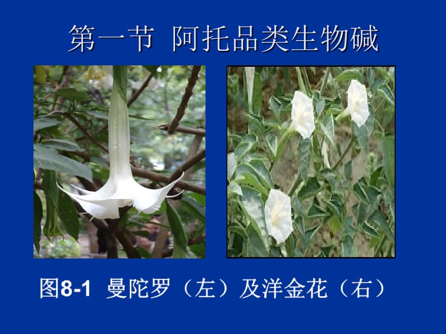 第八节-胆碱受体阻断药.ppt_第3页