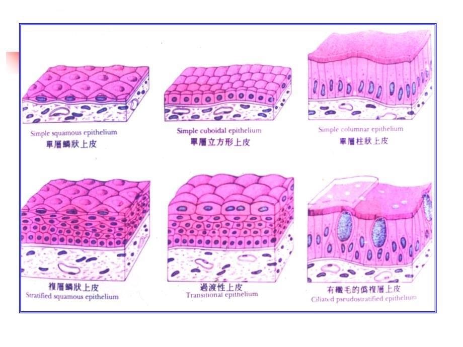 组织学与胚胎学上皮组织_1.ppt_第5页