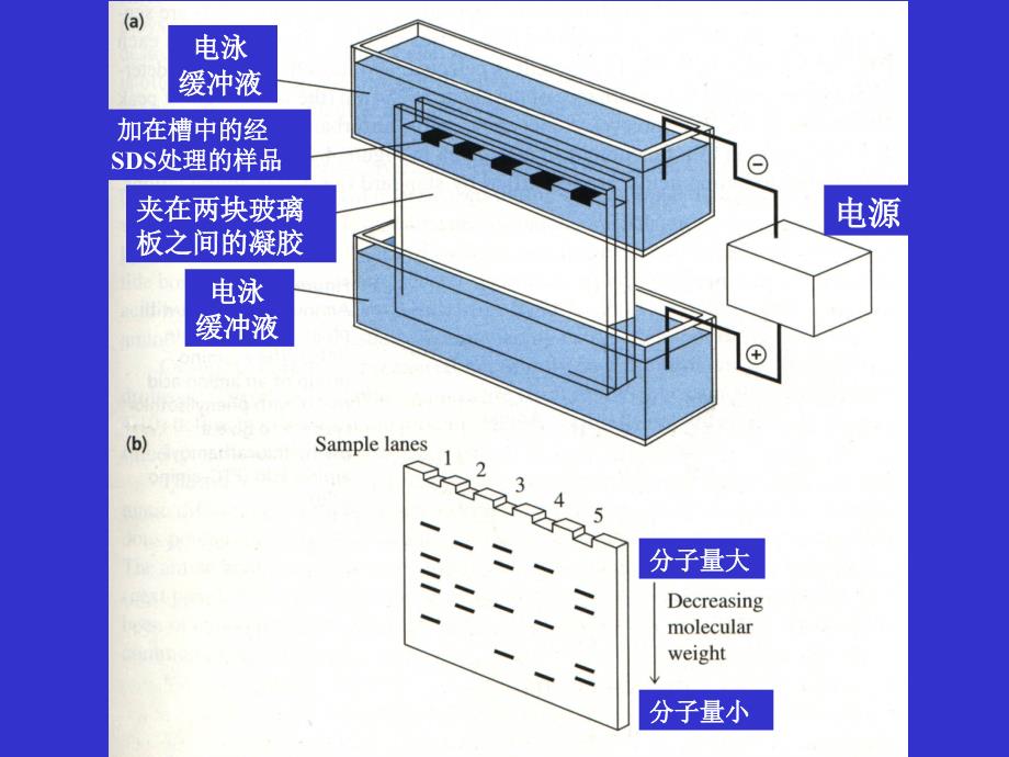 酶工程03ief-sdspage电泳_第4页