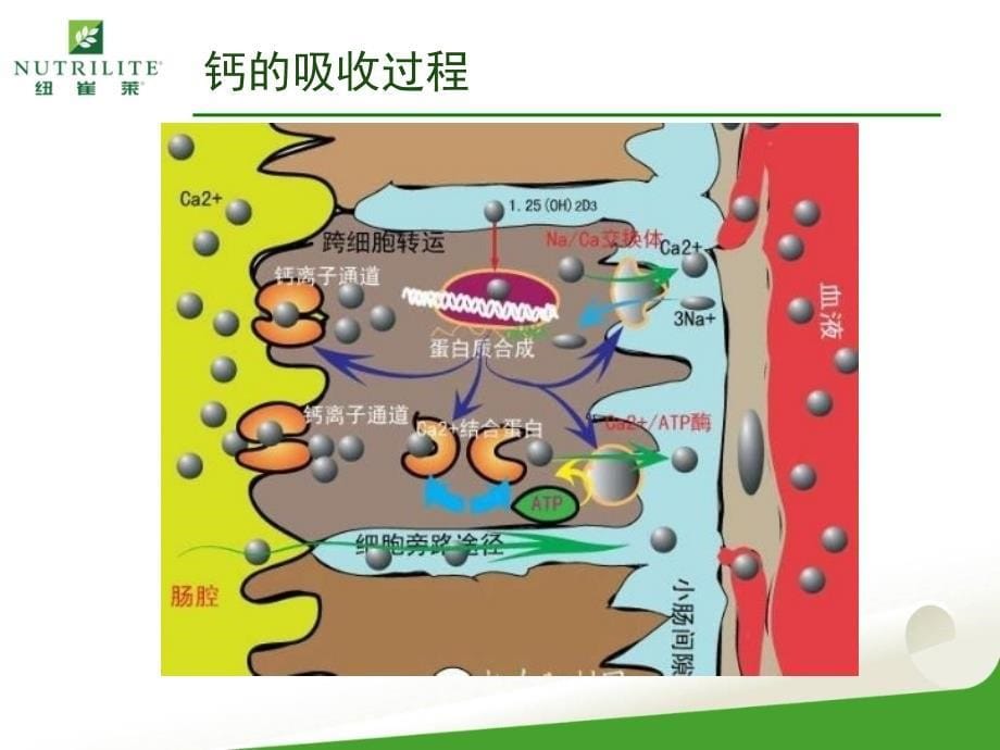 明明白白话补钙_第5页