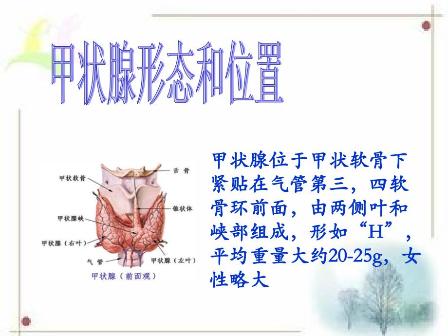 甲状腺教学查房.ppt_第3页