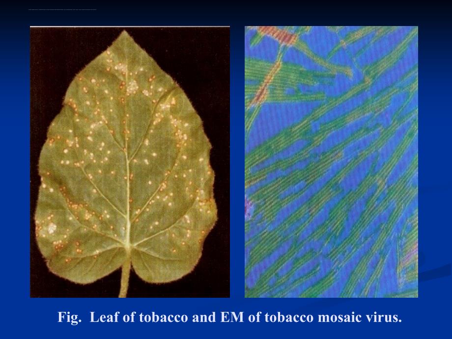 动物微生物病毒.ppt_第4页