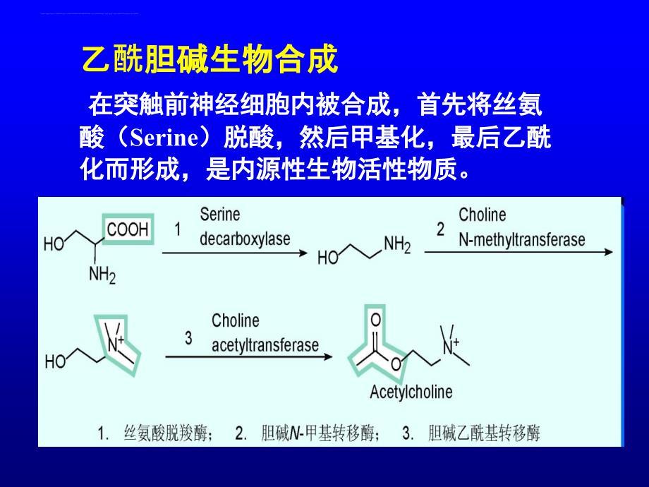 拟胆碱药和抗胆碱药_2.ppt_第4页