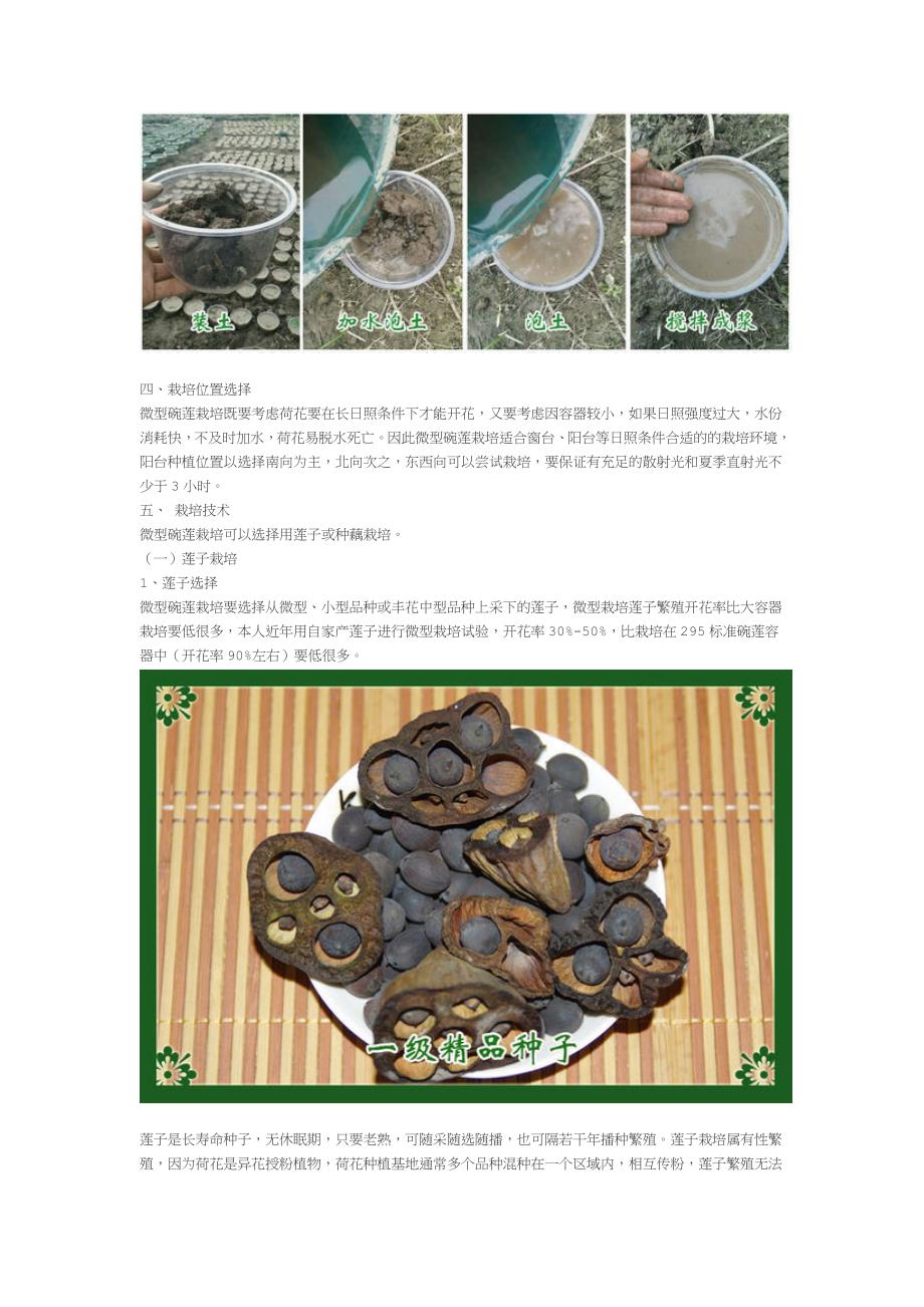 微型碗莲栽培技术资料_第4页