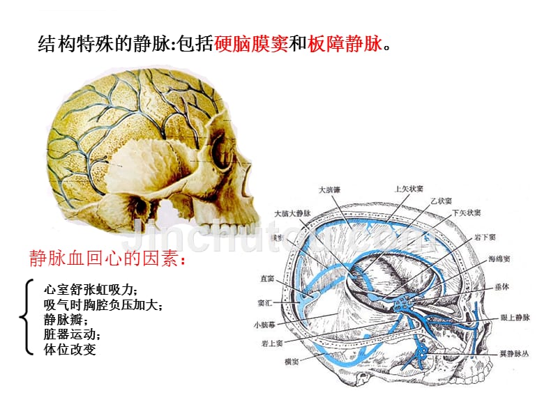 系统解剖静脉.ppt_第2页