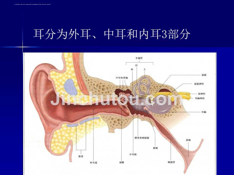 第四章-耳鼻喉的应用解剖生理课件.ppt_第4页