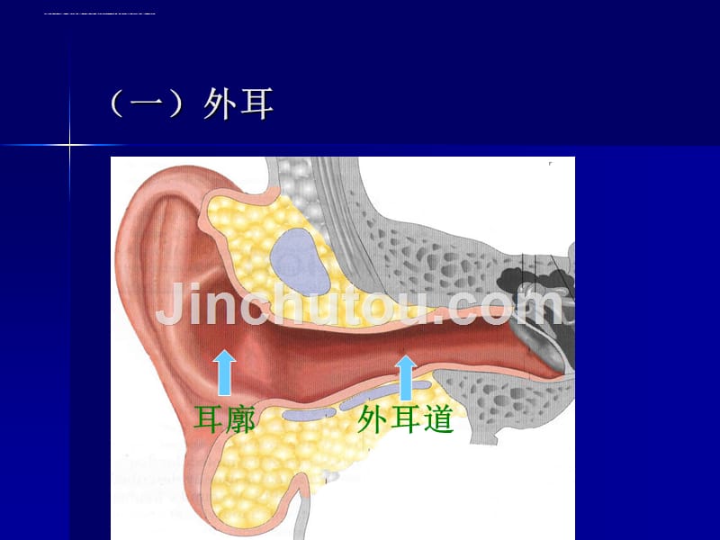 第四章-耳鼻喉的应用解剖生理课件.ppt_第5页