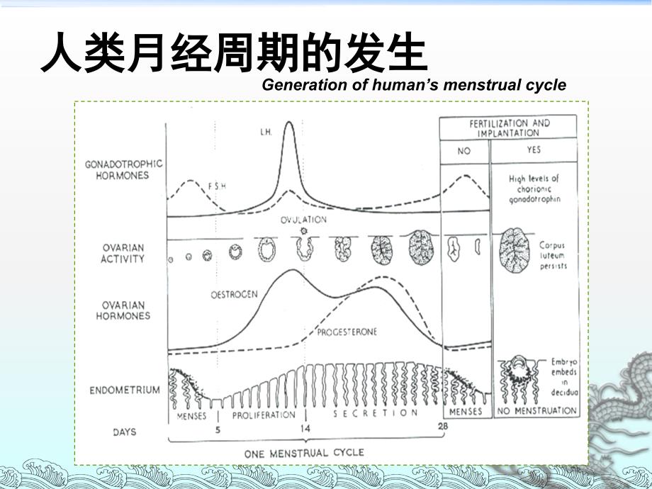 月经周期与卵巢周期汇总_第4页