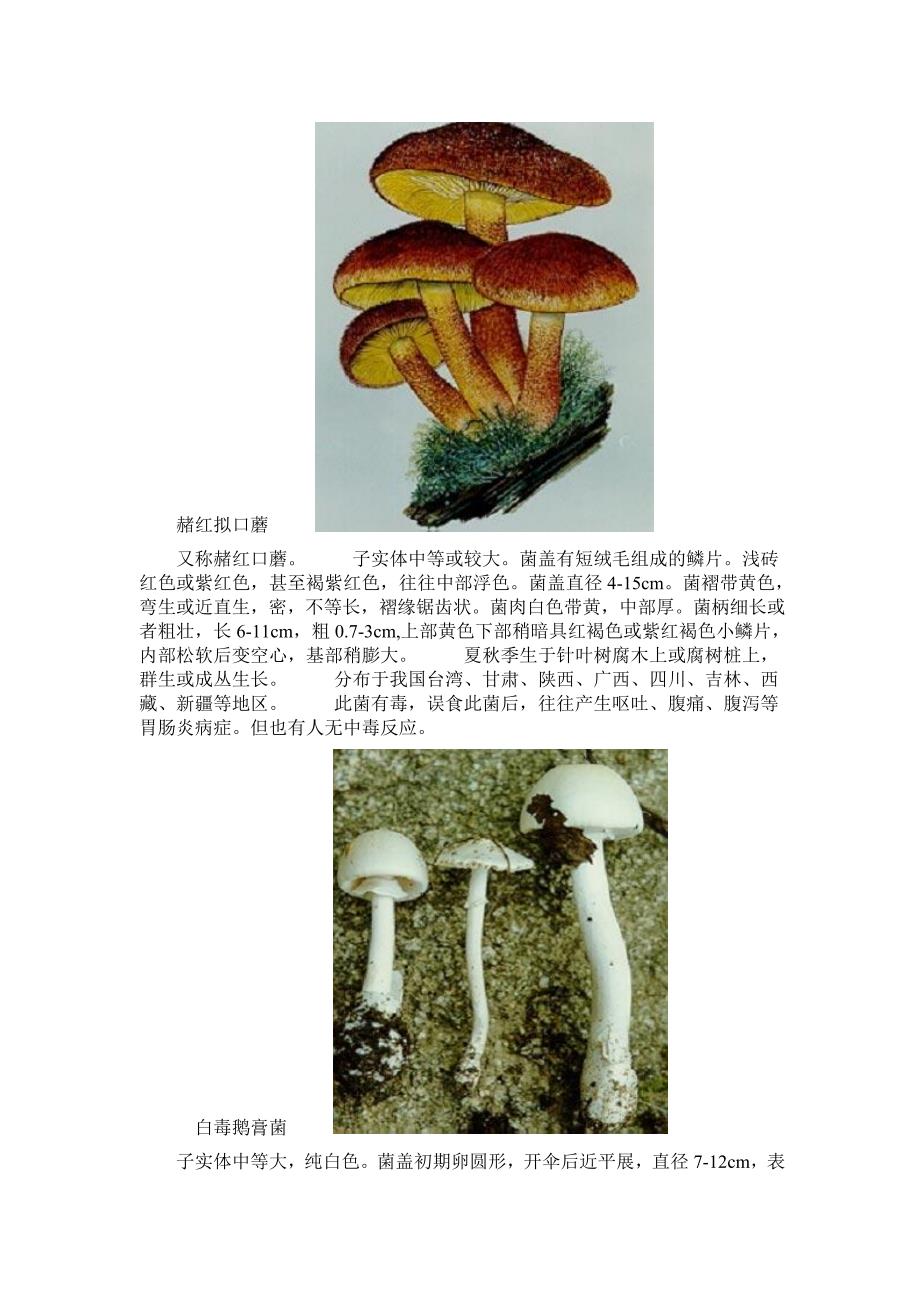 毒蘑菇大全图文_第2页