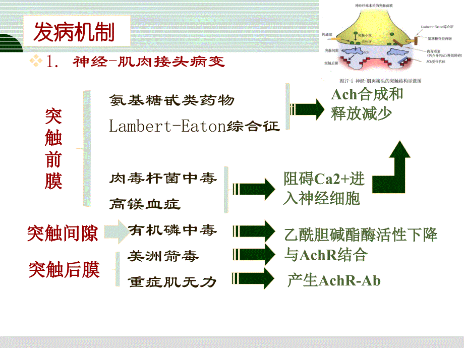 第17章神经肌肉接头与肌肉疾病..ppt_第4页