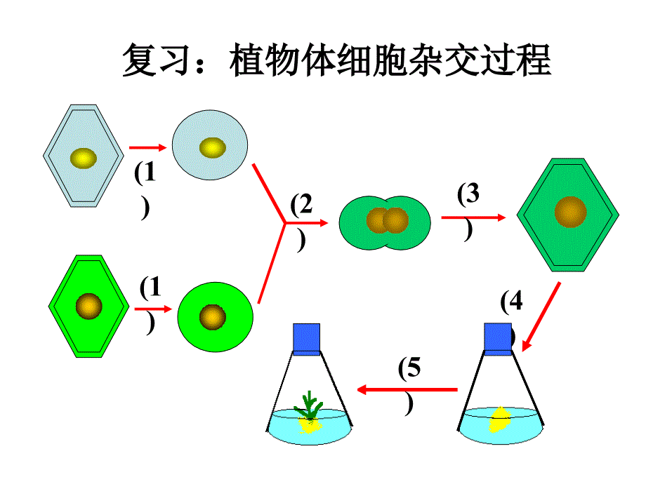 细胞融合(观摩课课件)_第4页