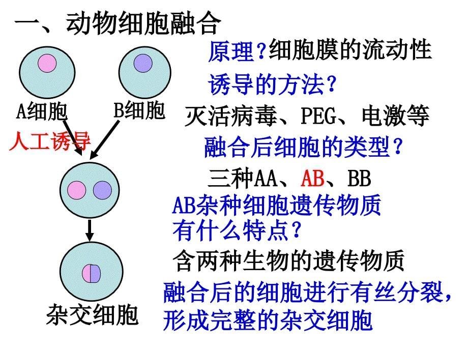 细胞融合(观摩课课件)_第5页