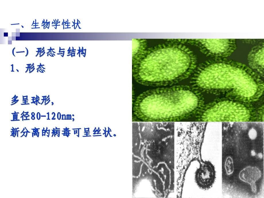 病毒学各论.ppt_第5页