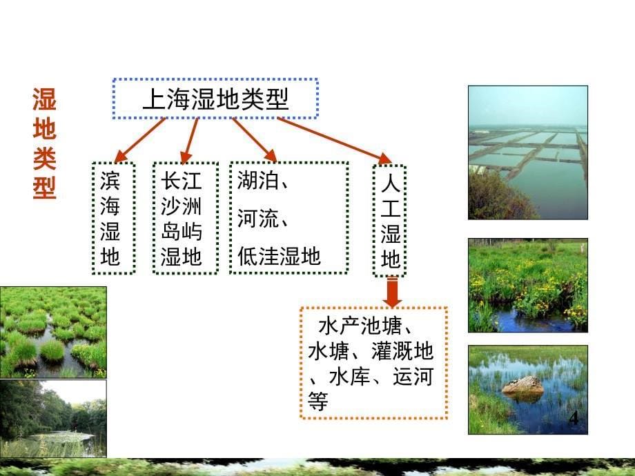 上海湿地概述汇总_第5页