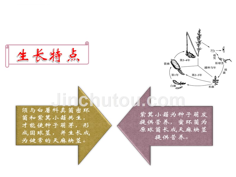 天麻学习课件.ppt_第4页