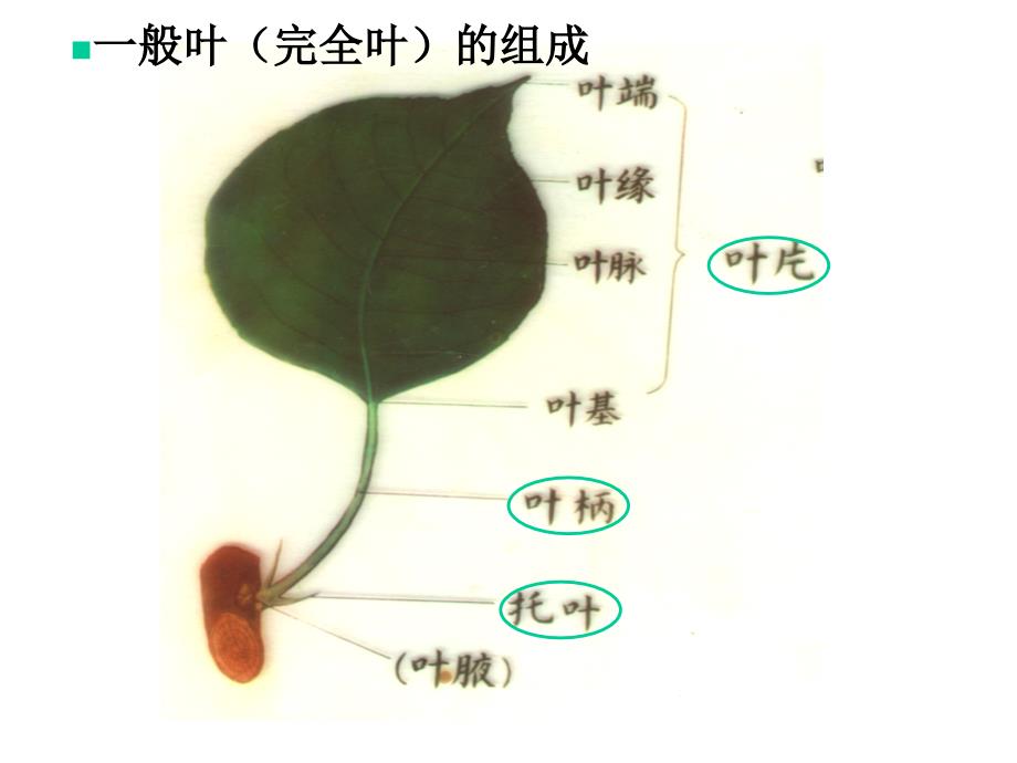 制作叶脉标签资料_第2页