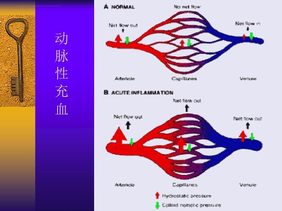 生理病理学课件-局部血液循环障碍.ppt_第5页