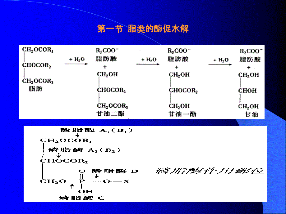 生化(脂类的代谢)_第2页