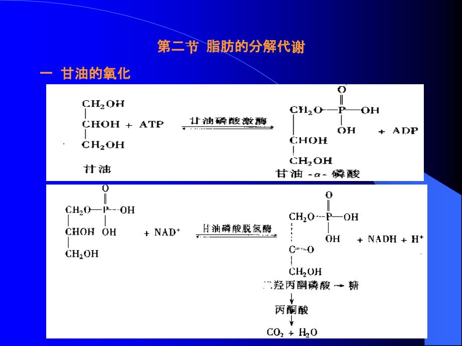 生化(脂类的代谢)_第3页