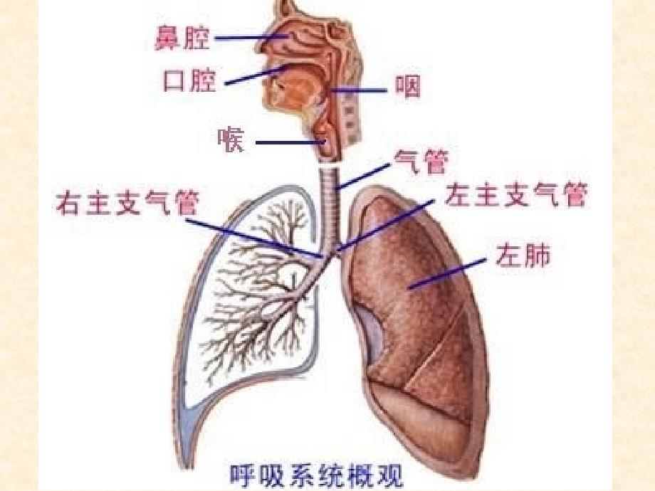 内科常见疾病汇编_第3页