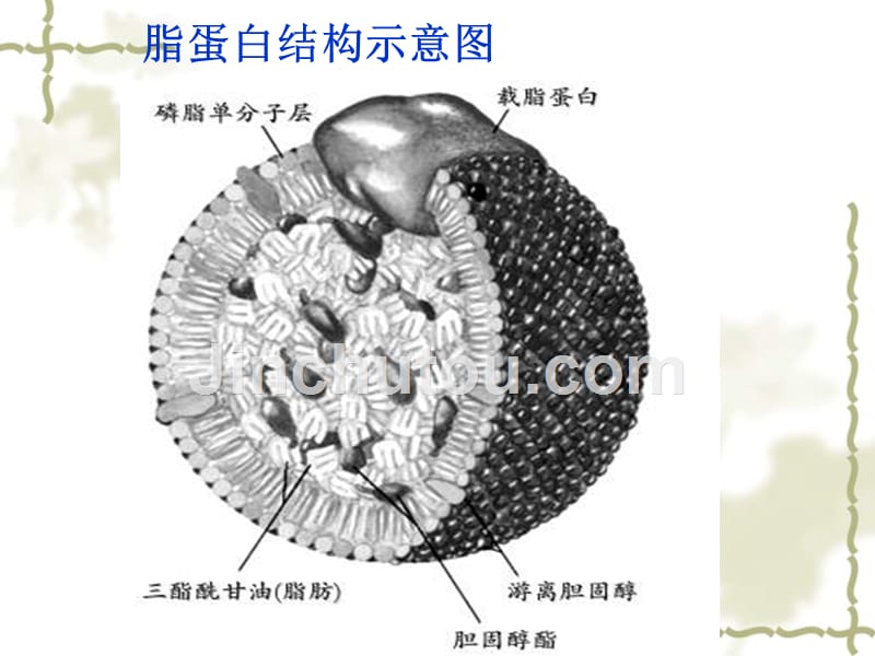 血脂代谢调节过程概要_第4页