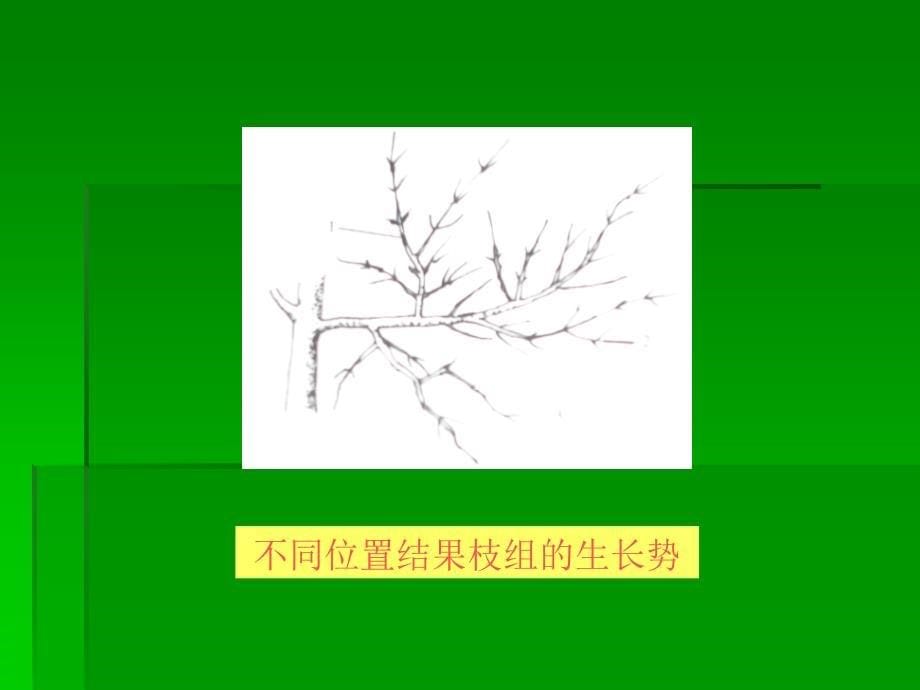 杏修剪图解资料_第5页