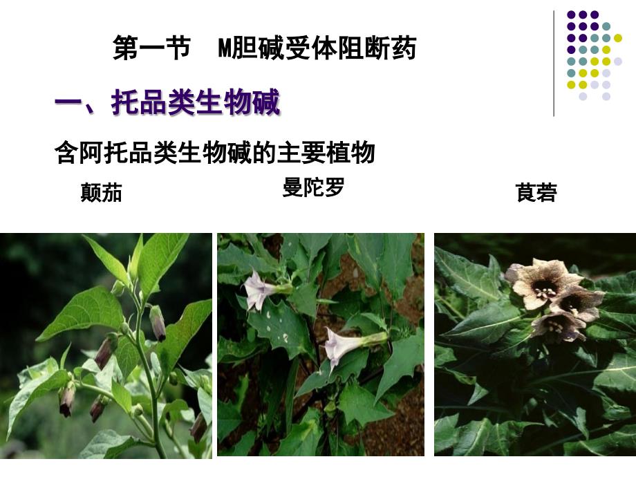 第七章-抗胆碱药_3.ppt_第3页