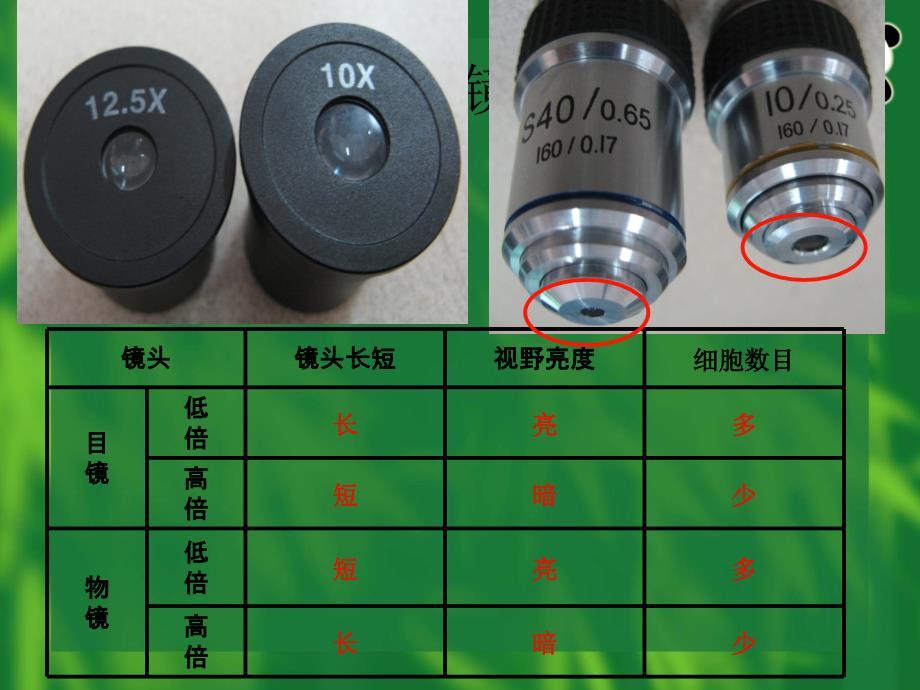 七年级下显微镜的构造和使用资料_第4页