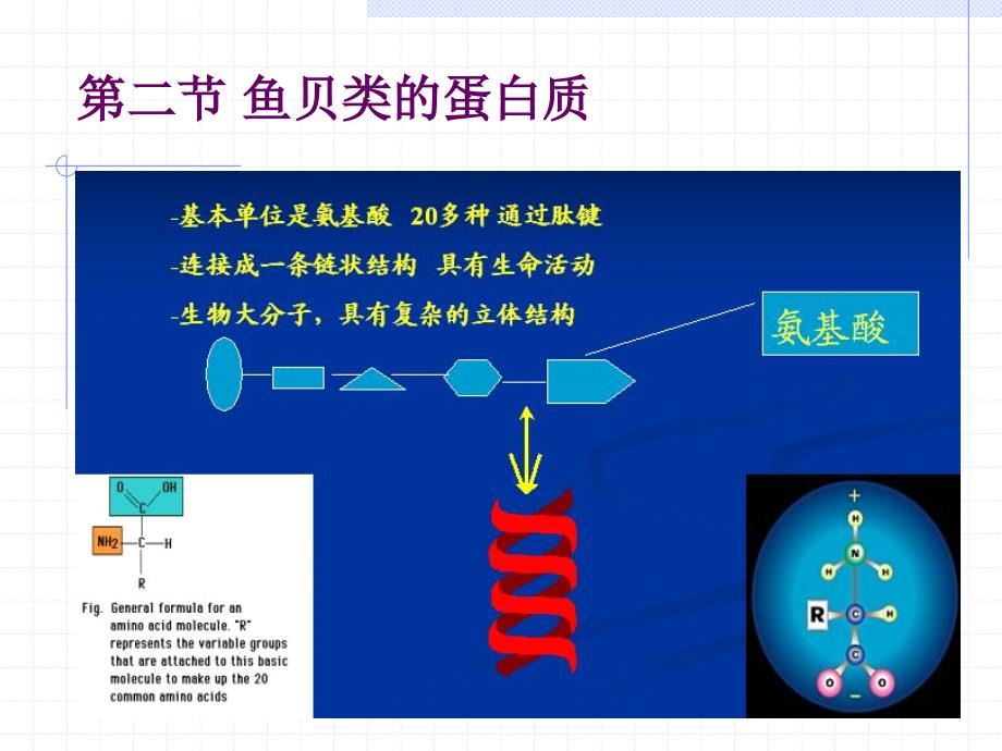 第1章-2-水产食品原料的营养成分_1.ppt_第3页