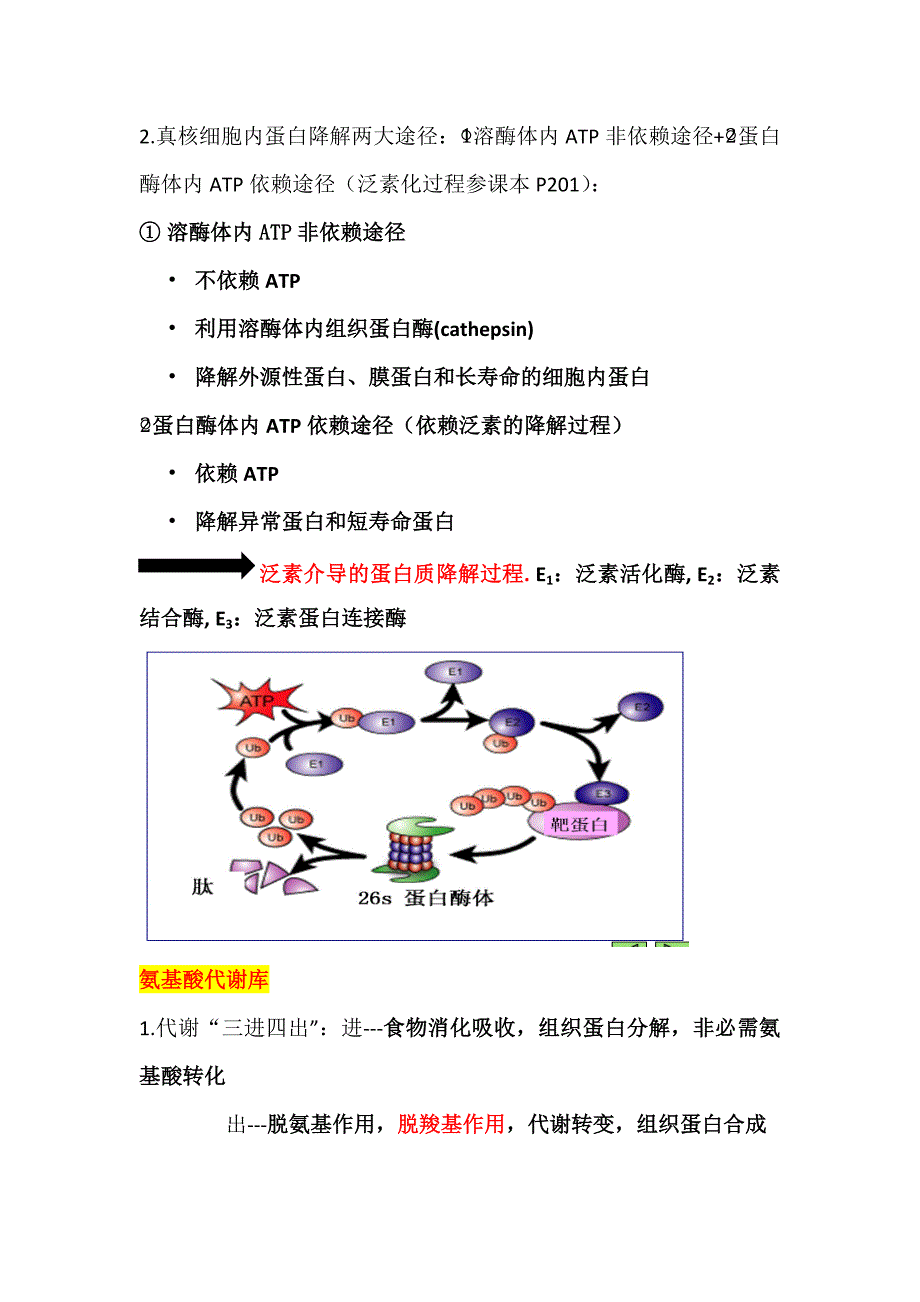 生物化学氨基酸代谢知识点总结汇编_第4页