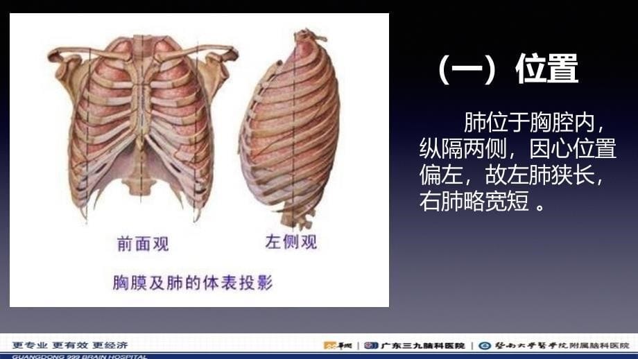 胸腔(肺部为主)解剖位置汇编_第5页