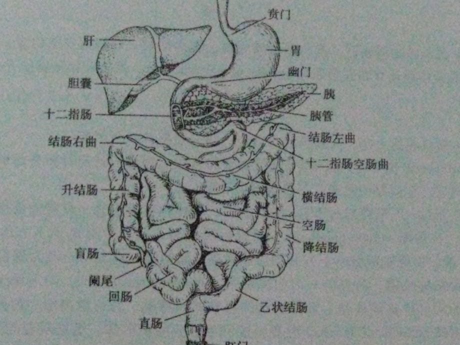 腹部损伤病人的护理（2）.ppt_第5页