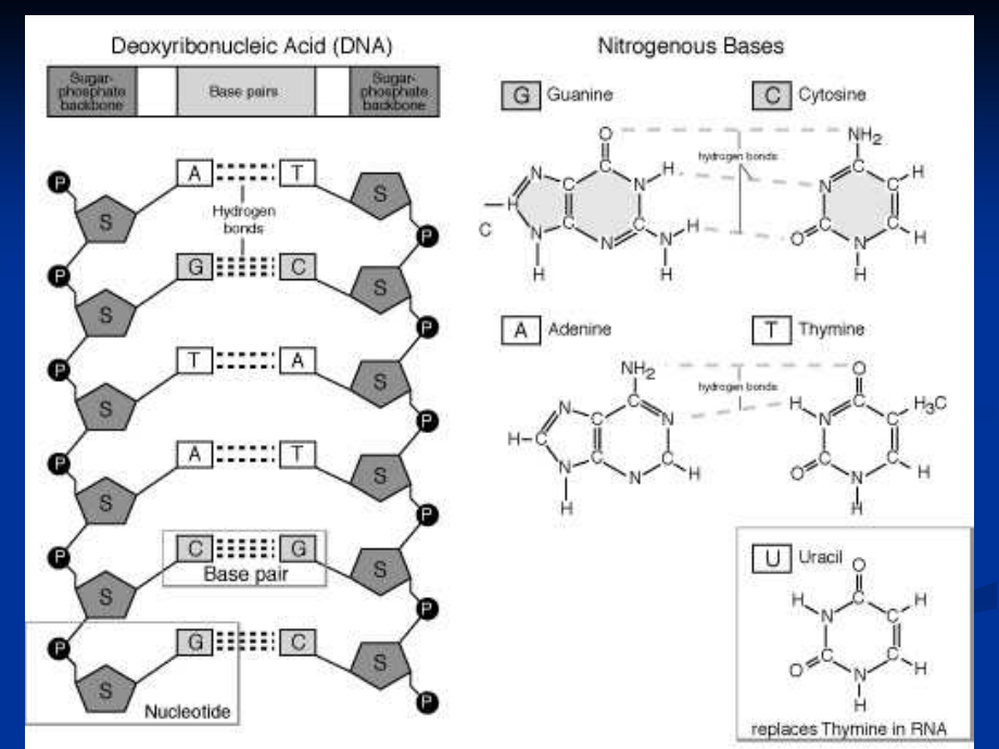 生物化学课件-本四-_2.ppt_第4页