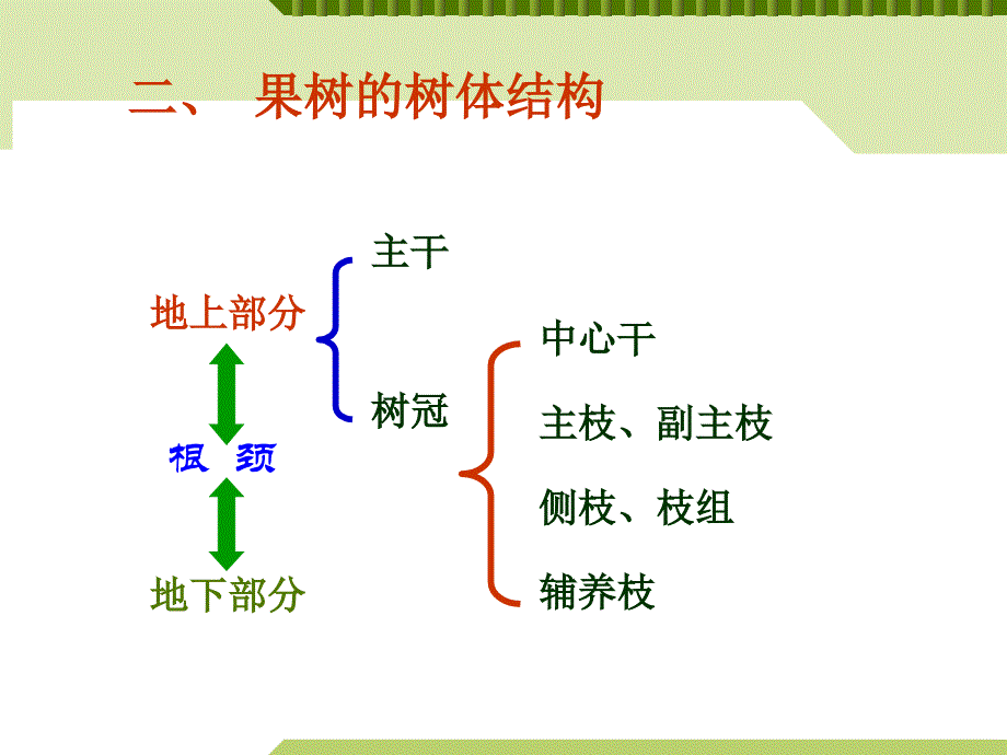 项目一 果树芽的特性资料_第4页