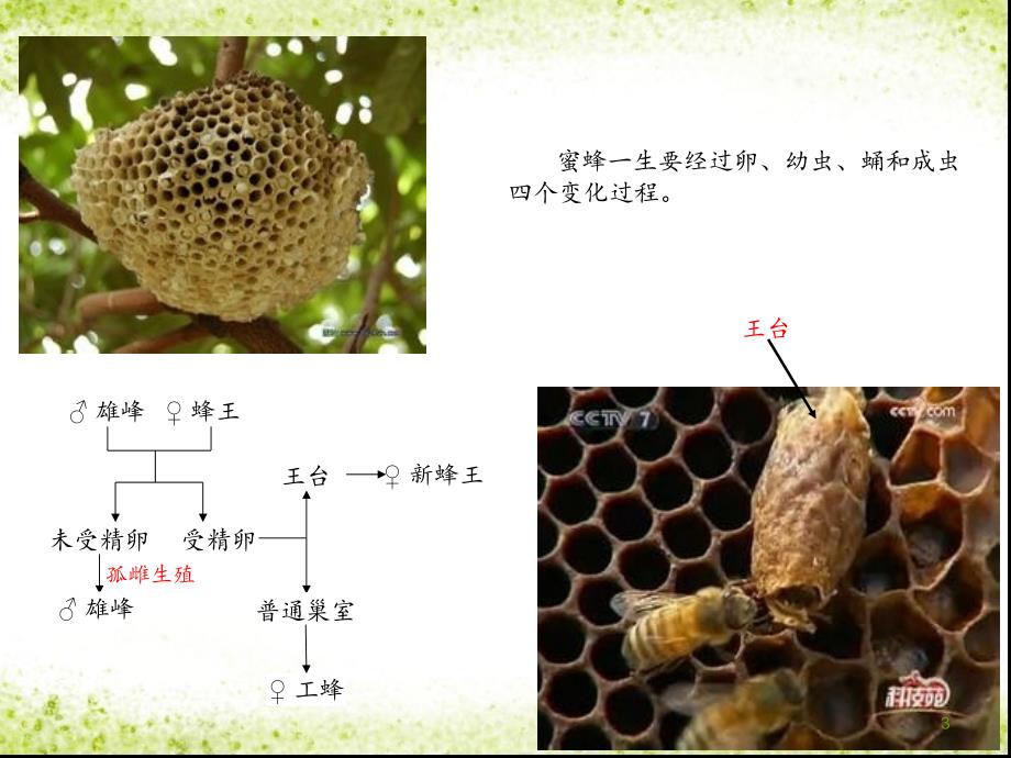 蜂王浆与蜂胶营养保健价值_第3页