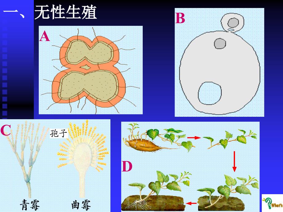 生殖类型1_第2页