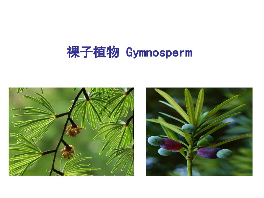 常见裸子植物汇编_第1页