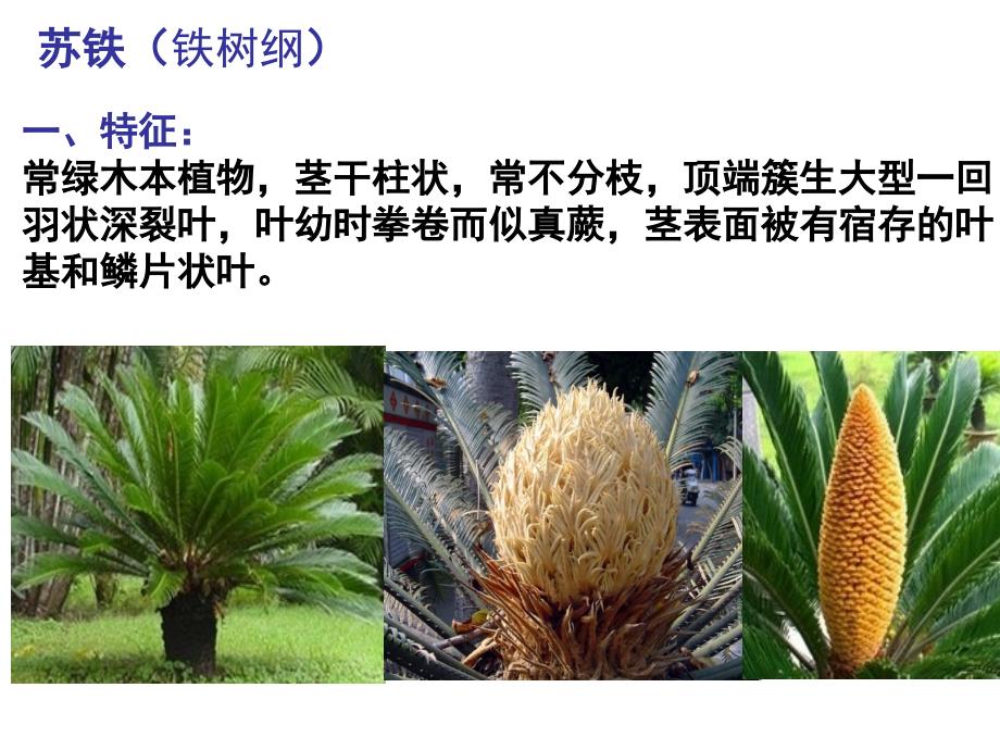 常见裸子植物汇编_第3页