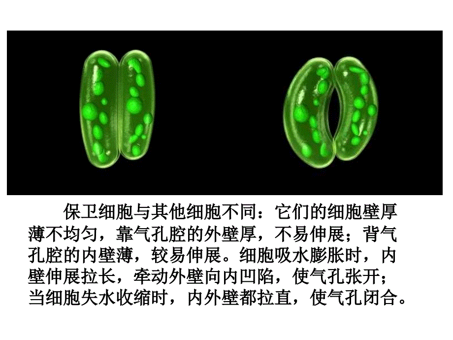 绿色植物的蒸腾作用（好用）.ppt_第4页