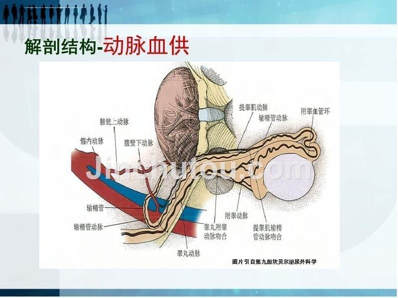 精索静脉曲张诊断治疗及护理.ppt_第5页