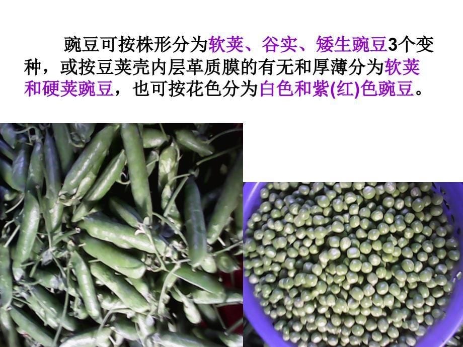 蔬菜营养与健康07豆类蔬菜汇编_第5页