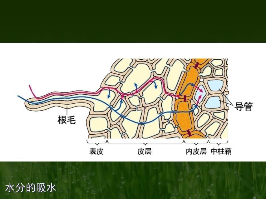 植物吸收水分过程_第5页