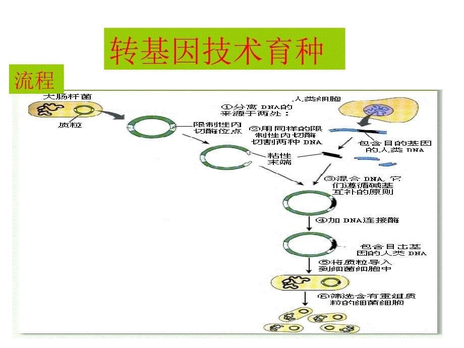 《现代生物技术在育种上的应用》_第5页