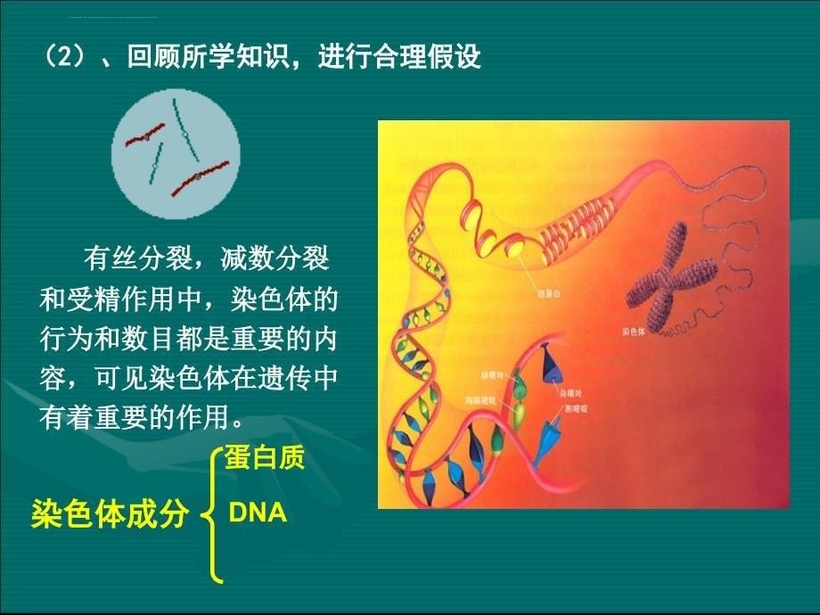 dna是主要的遗传物质课件(优质课).ppt_第5页