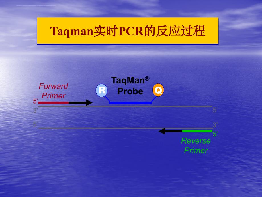 荧光定量pcr检测项目.ppt_第3页