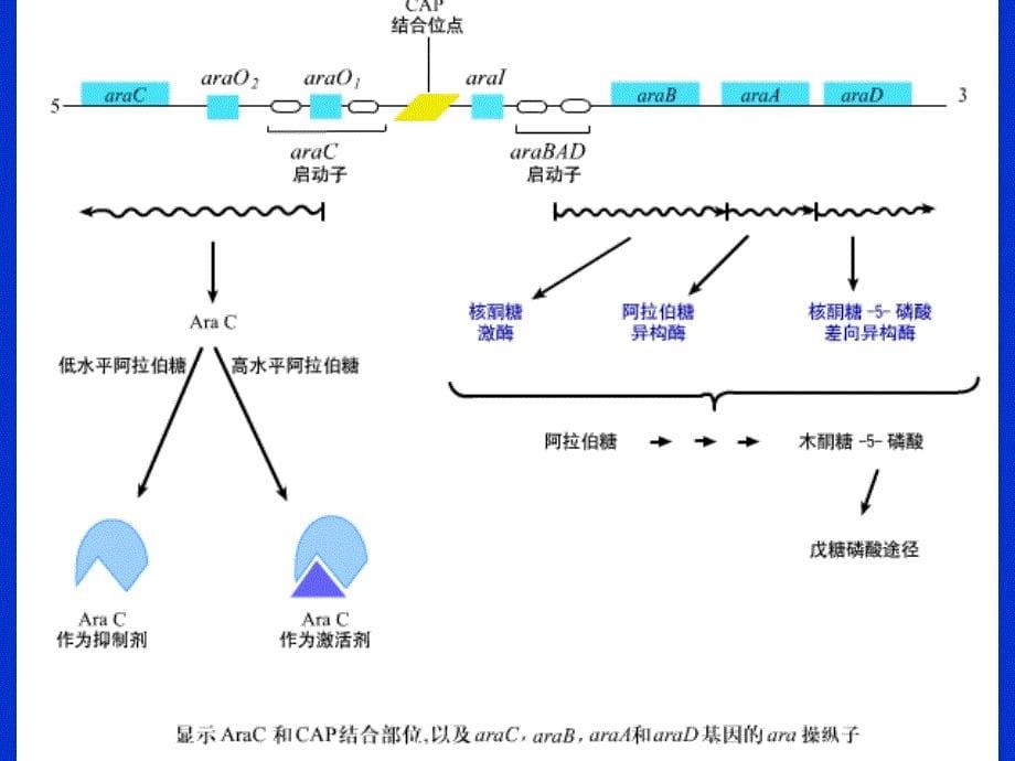 阿拉伯糖操纵子.ppt_第5页