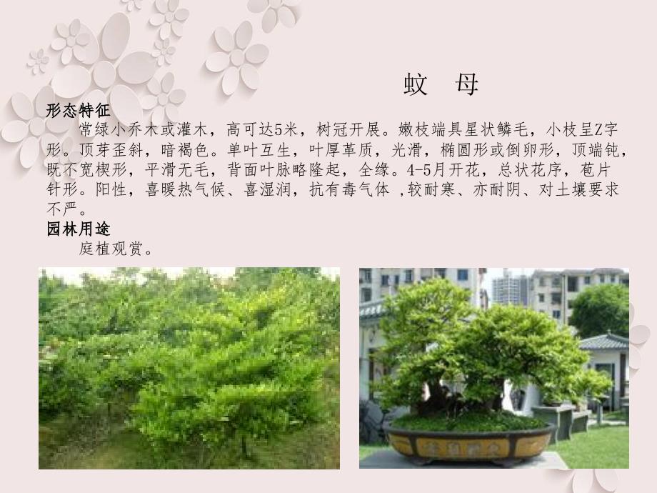 排污车间植物配置物种选择_第2页