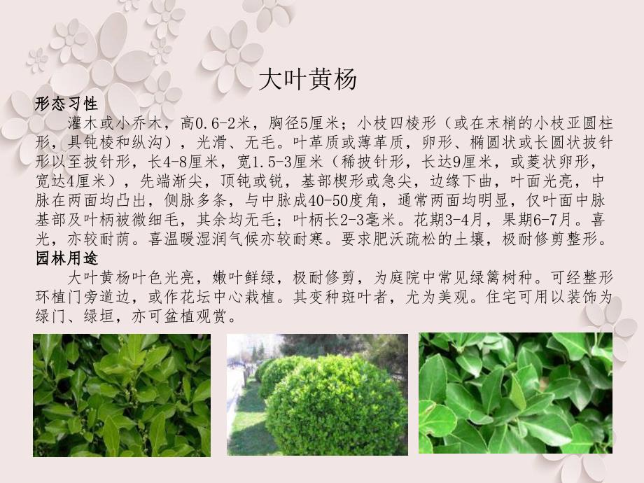 排污车间植物配置物种选择_第4页